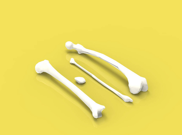 Modelo de ossos humanos, joelho, renderização 3D
 - Foto, Imagem
