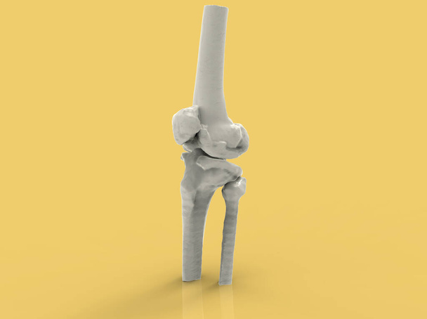 Model of human bones, knee, 3D render - Photo, Image