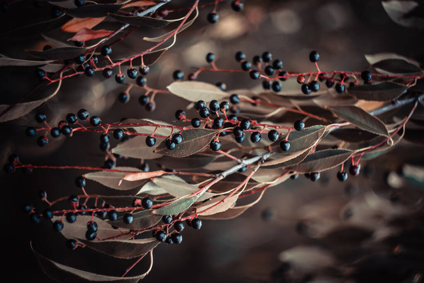 秋の森の野生の茂みの上に小さな黒い果実がたくさんあります - 写真・画像