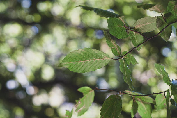 Υφή φύλλων κεράτινων δοκών με άλλα φύλλα και κλαδιά δέντρων σε φόντο - Φωτογραφία, εικόνα