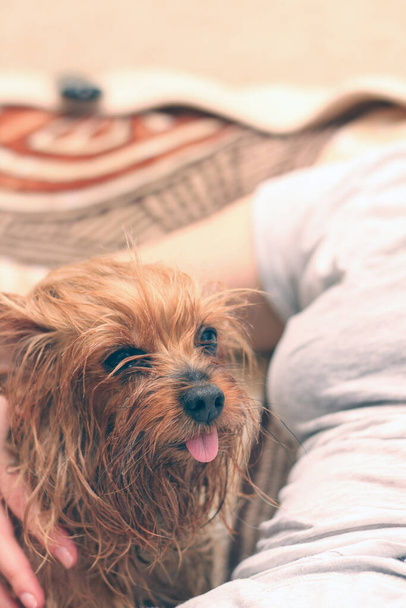 A wet Yorkshire terrier with its tongue hanging out is sitting next to the owner. A human hand strokes a small dog after bathing. - Photo, Image