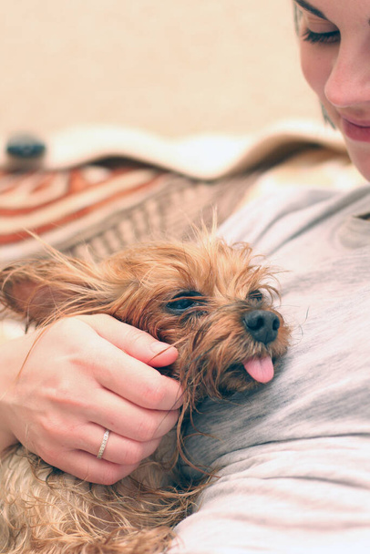 Um terrier molhado de Yorkshire com sua língua pendurada para fora está sentado ao lado do proprietário. Uma mão humana acaricia um pequeno cão depois de tomar banho
. - Foto, Imagem
