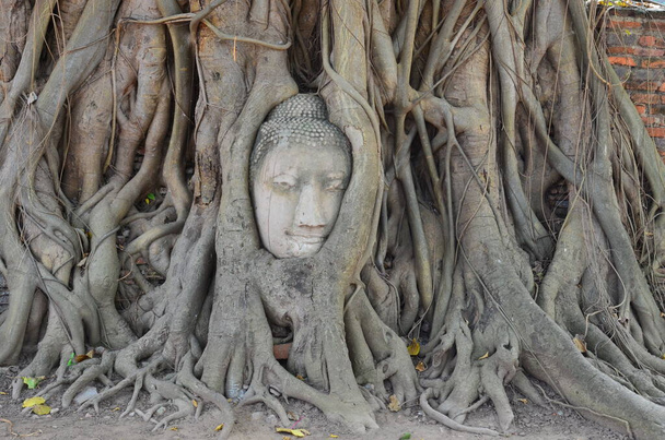 Mistik Buda yüzü, Wat Mahathat, Ayutthaya 'da bir banyan ağacında saklı. - Fotoğraf, Görsel