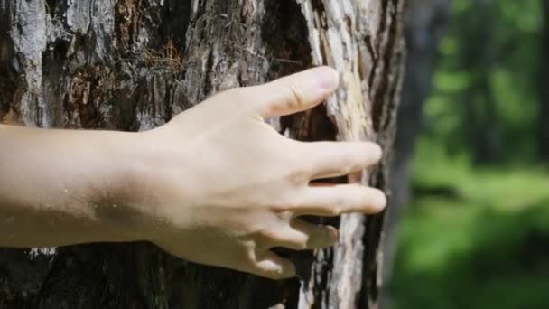 Close-up of a womans hand, which is carefully stroking the tree - Кадры, видео