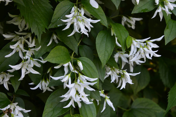 close up of jasmine flowers (Philadelphus falconeri) in a garden, branch with white flowers - Photo, Image
