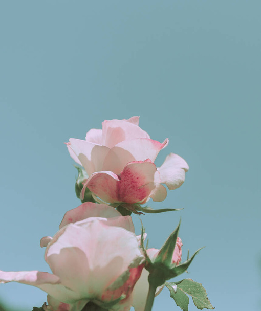 Rose Closed up; Vintage Style; Background or texture - Φωτογραφία, εικόνα