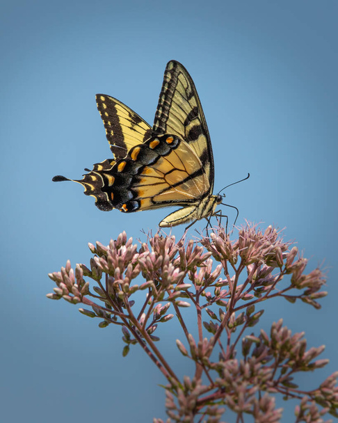 Açık mavi gökyüzü arka planıyla beslenen siyah ve sarı Dev Kırlangıç kuyruklu kelebeğe yaklaş - Fotoğraf, Görsel