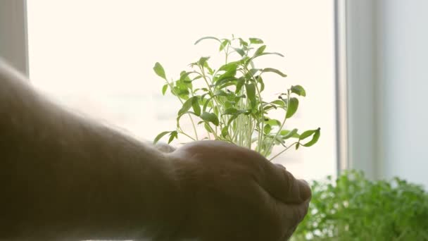 v laboratorních rukou mužů drží zelené sazenice v dlaních u okna. rajčatové sazenice zblízka. Mladá rostlina v rukou farmáře. šetrné k životnímu prostředí. zelená planeta - Záběry, video