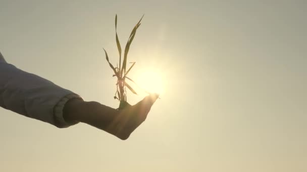 Agramons 'ın elleri gökyüzüne karşı palmiyelerde yeşil fideleri tutuyor. Bir çiftçinin ellerinde buğday filizleri. Arpa tohumu kadar yakın. Çevre dostu filizlenme. yeşil gezegen - Video, Çekim