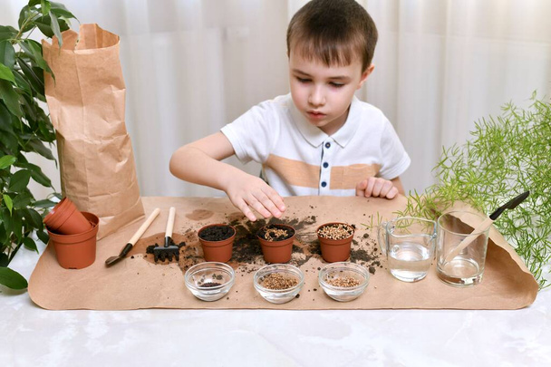 The plot of planting growing micro greens at home. The boy presses seeds with his palm in a working environment. - Foto, Imagen