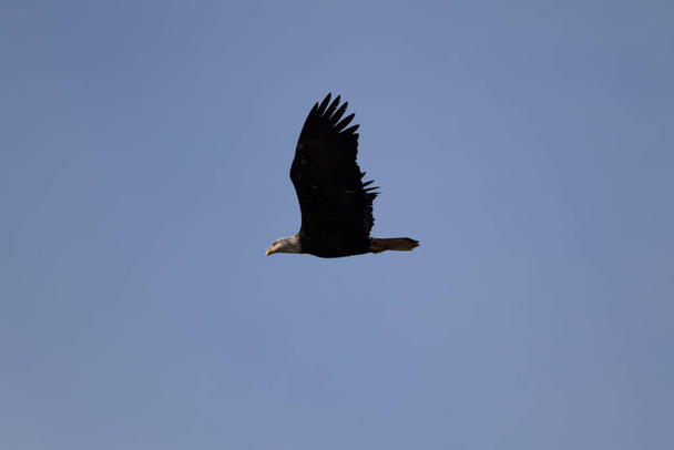 Ένας μοναχικός φαλακρός αετός που πετάει ψηλά ψάχνοντας για τροφή. - Φωτογραφία, εικόνα