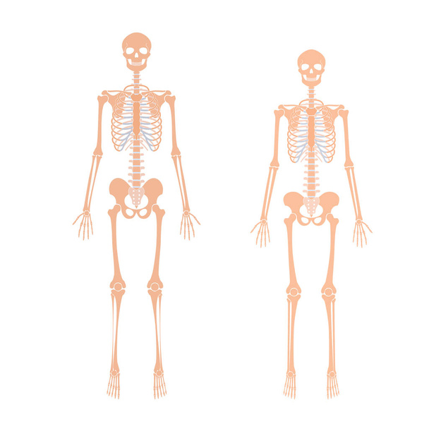 Woman and man skeleton anatomy - Vector, Image