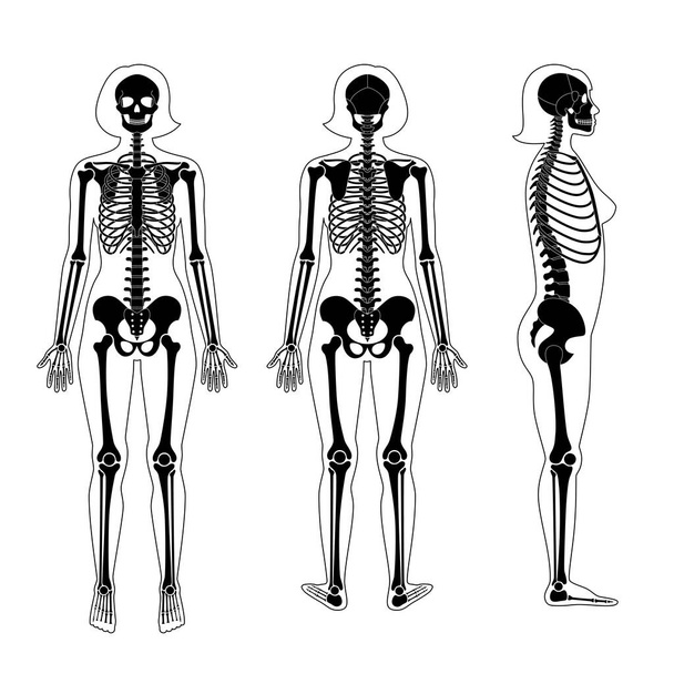 Woman skeleton anatomy - Vector, Image