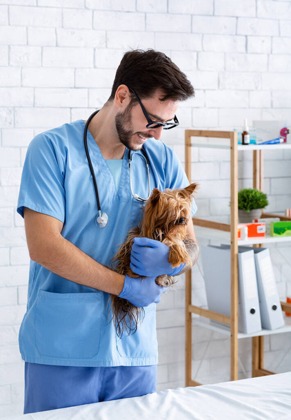 Animal care concept. Happy veterinarian doctor holding cute Yorkshire terrier in clinic - Photo, Image