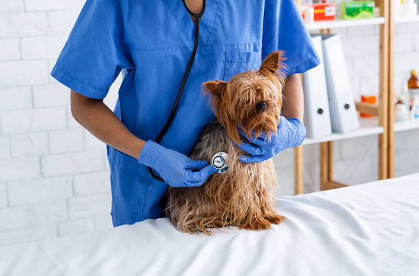 Onherkenbare jonge dierenarts met stethoscoop controleren honden hartslag in dierenarts kliniek, close-up - Foto, afbeelding