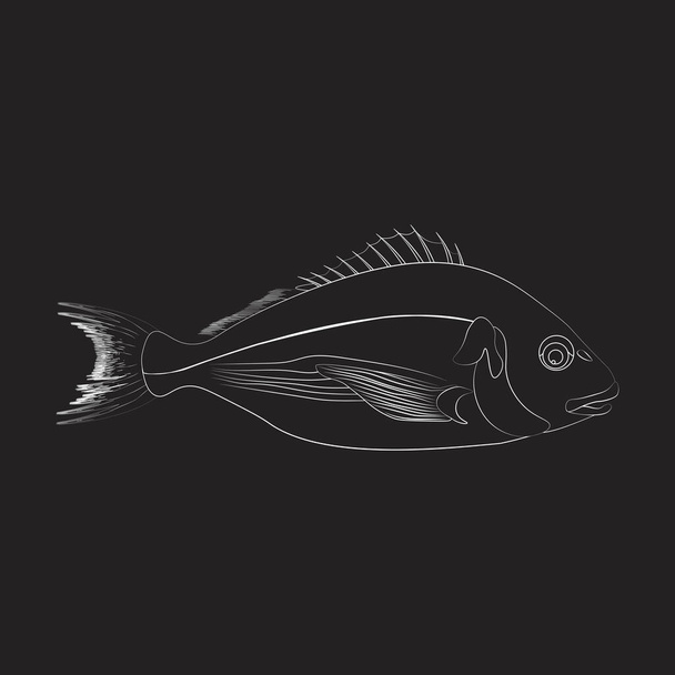 Dorado kala kuvitus ääriviivat mustalla taustalla. Vektoriesimerkki
 - Vektori, kuva