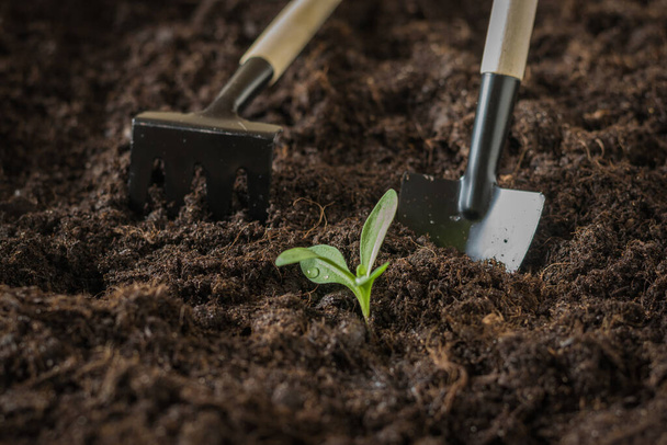A rake, a shovel, and a young plant in fertile soil. - Photo, Image
