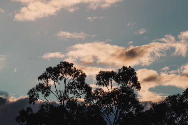sunset clouds over eucalyptus gum trees on the hillside in Tasmania near Mount Wellington - Photo, Image