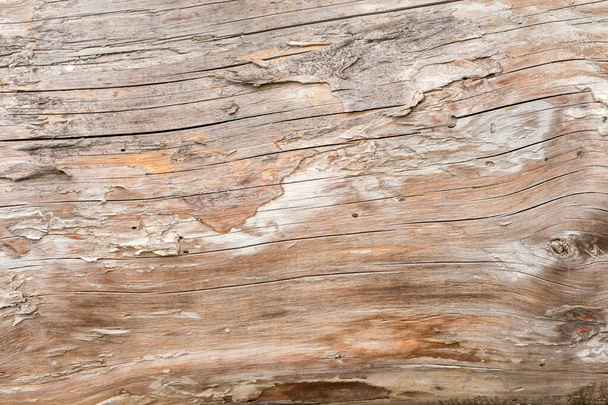 Natural horizontal background with tree texture - Foto, Bild