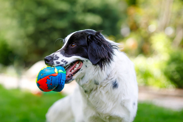 Beau chien jouant et s'amusant dans le jardin familial domestique. Portrait d'animal en été, avec une lumière vive. - Photo, image