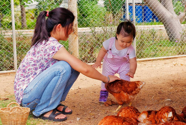Ένα παιδί και η μητέρα της χαϊδεύουν ένα κοτόπουλο σε μια φάρμα στην Ταϊλάνδη. - Φωτογραφία, εικόνα