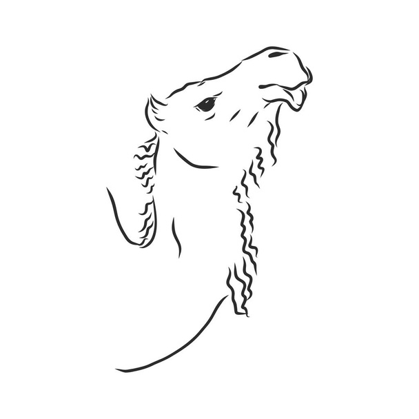 ritratto di un cammello, testa di un cammello, disegno vettoriale
 - Vettoriali, immagini