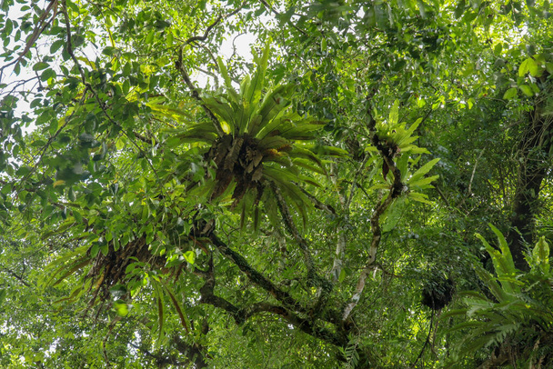 Asplenium nidus, Uccelli nidificano felce sul grande albero tropicale foresta pluviale pianta cresce sugli alberi. Uccelli nidificano felce o asplenium nidus. Bali, Indonesia
. - Foto, immagini