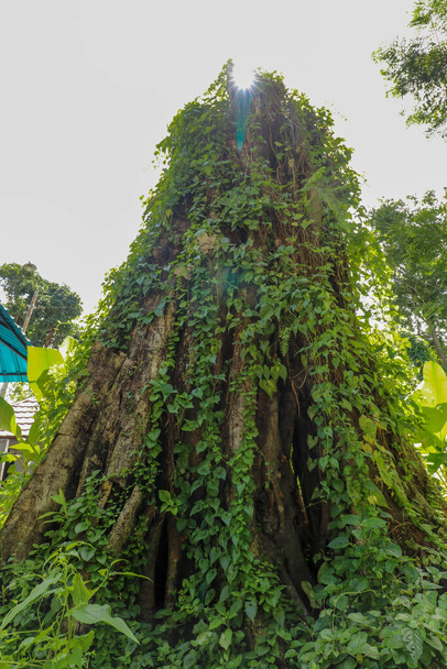 Großer alter Baum, überwachsen mit Lianen bei Borobudur auf Java, Indonesien. Nahaufnahme der mit Lianen bedeckten Baumstämme im Regenwald. - Foto, Bild