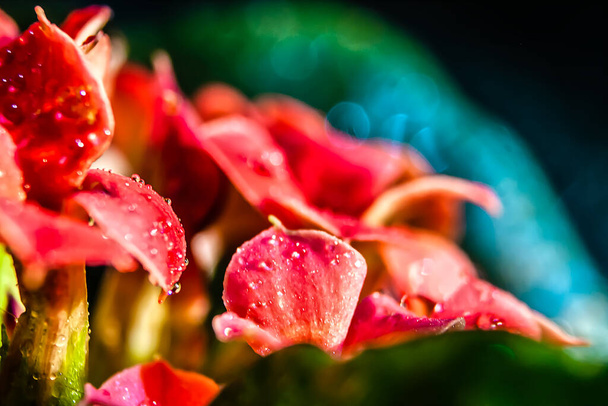 Красные цветы с капельками росы
 - Фото, изображение