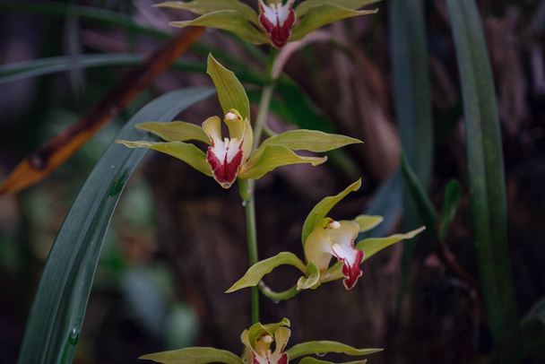Prachtige exotische bloemorchidee in een kas in Thailand. plaats Inthanon Lady 's Slipper Orchidee Onder Initiatief Conservatie Project - Foto, afbeelding