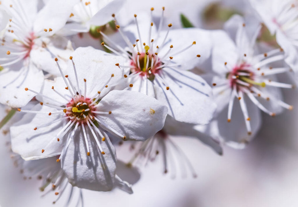 Άνθη κερασιάς την άνοιξη. Όμορφα λευκά λουλούδια - Φωτογραφία, εικόνα