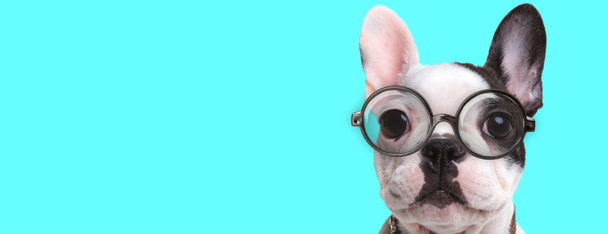 mignon chien Bulldog français regardant la caméra, portant des lunettes sur fond bleu
 - Photo, image