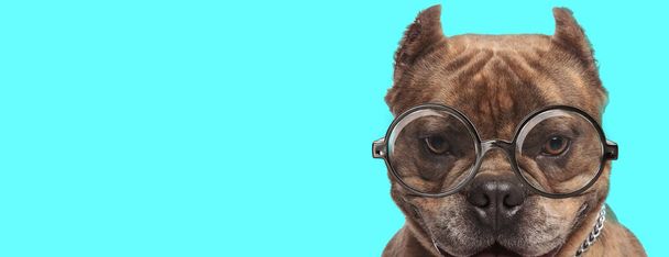 χαριτωμένο νεαρό American Bully σκυλί φορώντας γυαλιά, κάθεται και κοιτάζοντας κάμερα σε μπλε φόντο - Φωτογραφία, εικόνα