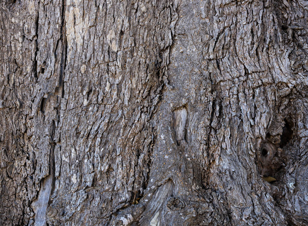 Texture of old tree trunk bark, wood texture concept, detailed macro - 写真・画像