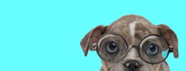 nerdy American Bully dog φορώντας γυαλιά, κάθεται και κρύβει το πρόσωπο από την κάμερα σε μπλε φόντο - Φωτογραφία, εικόνα