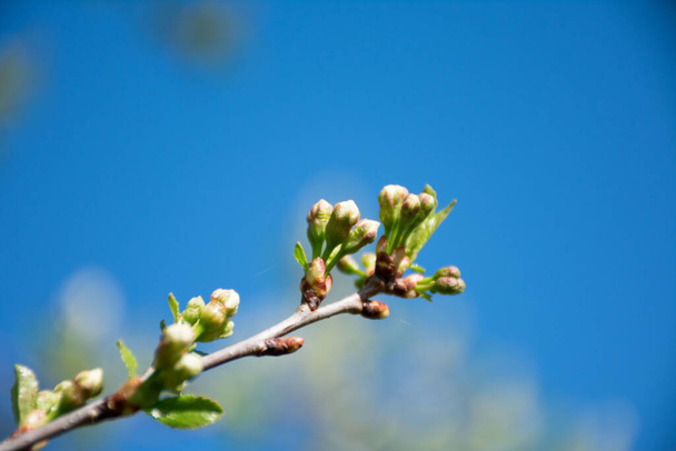 гілка вишневого дерева з квітами
 - Фото, зображення