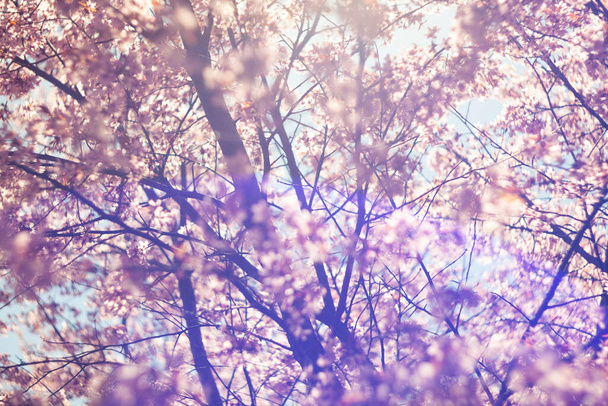 Třešňové květy na rozmazaném přírodním pozadí. Jarní květiny. Jarní růžové pozadí s bokeh. Krásná přírodní scéna s kvetoucím stromem a slunečními erupcemi. Abstraktní rozmazané pozadí. - Fotografie, Obrázek