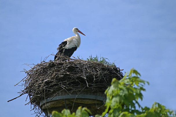 White stork (Ciconia ciconia) on the nest on a pole, the large bird is returned from the wintering grounds and waits for its partner, blue sky with copy space - Foto, Imagem