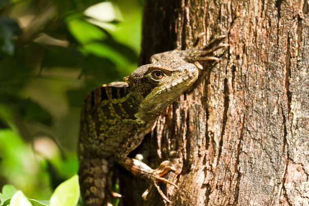 tree lizard - Foto, Imagem