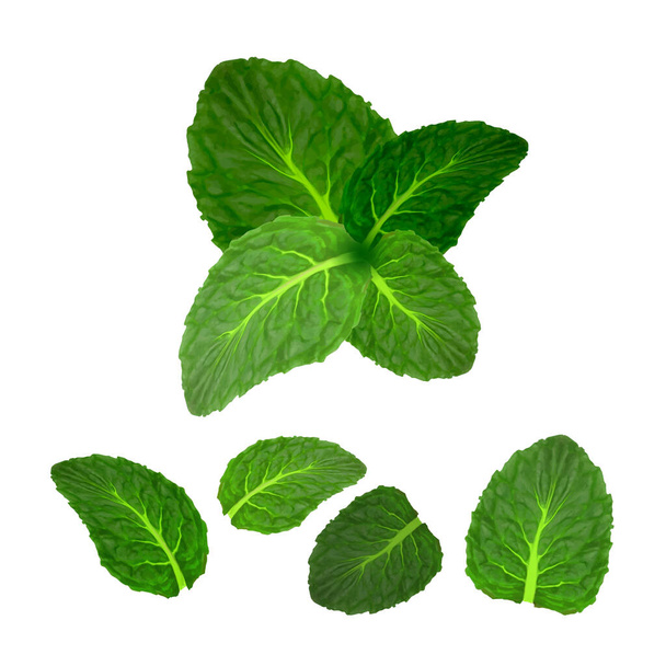 Fresh mint leaves set isolated on white background in circle shape