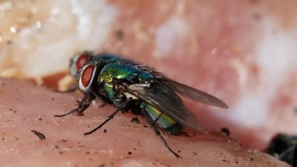 The name green bottle fly or greenbottle fly is applied to numerous species of Calliphoridae or blow fly, in the genera Lucilia and Phaenicia. - Footage, Video