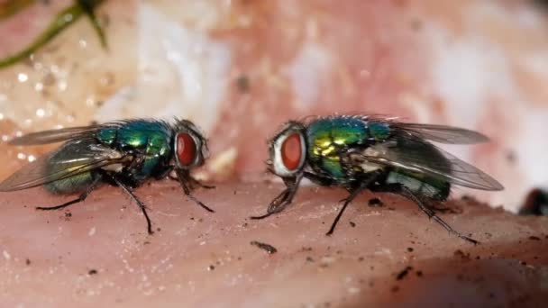 El nombre mosca verde botella o mosca verde botella se aplica a numerosas especies de Calliphoridae o mosca soplar, en los géneros Lucilia y Phaenicia
. - Metraje, vídeo