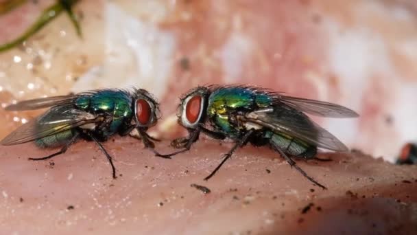 De naam groene fles vlieg of groene fles vlieg wordt toegepast op tal van soorten Calliphoridae of blow fly, in de geslachten Lucilia en Phaenicia. - Video