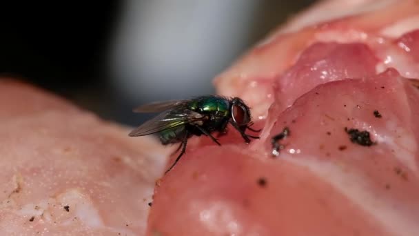 De naam groene fles vlieg of groene fles vlieg wordt toegepast op tal van soorten Calliphoridae of blow fly, in de geslachten Lucilia en Phaenicia. - Video