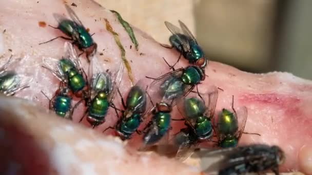 Le nom de mouche verte de bouteille ou mouche verte de bouteille est appliqué à de nombreuses espèces de Calliphoridae ou mouche de coup, dans les genres Lucilia et Phaenicia
. - Séquence, vidéo
