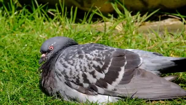 Les pigeons sauvages, aussi appelés colombes de la ville, pigeons de la ville, ou pigeons de la rue, sont des pigeons qui sont dérivés des pigeons domestiques qui sont revenus à la nature. Lavage et repos dans le jardin de maison urbaine
. - Séquence, vidéo