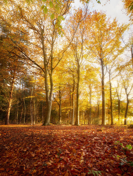 Amazing autumn woodland landscape and golden orange leaves. Morning sunrise seasonal fall in the forest  - Zdjęcie, obraz