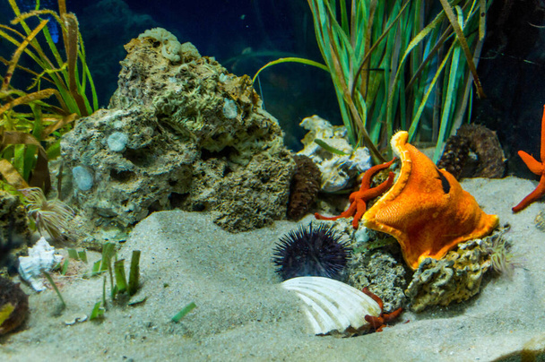 A sea urchin and a starfish coexisting in an aquarium - Photo, Image