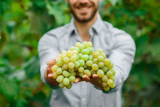 Farmers Hands with Freshly Harvested white grapes. Smiling senior man harvesting white grapes. - Foto, Imagen