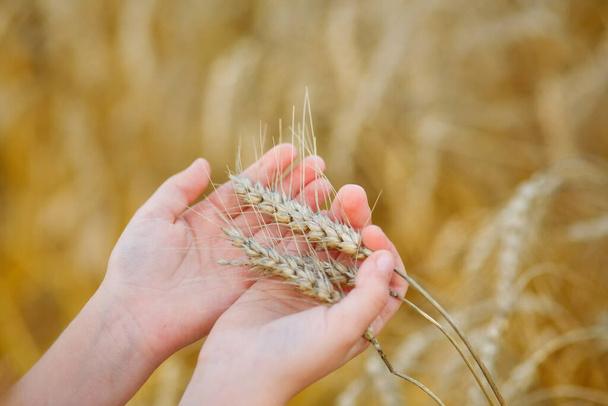 girl on the field. girl holds ears of corn in her hands. harvest. autumn. harvesting. Wheat field - Foto, afbeelding